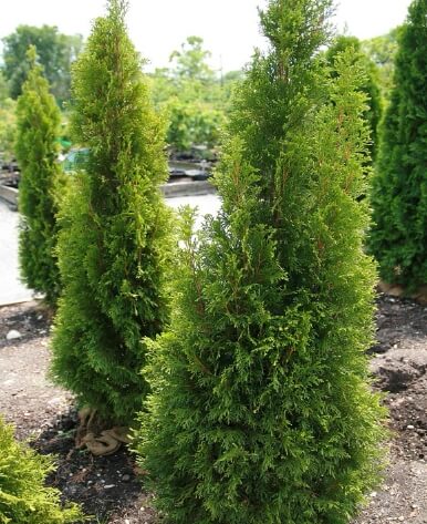 [정원가꾸기_기초편] 초보 가드너를 위한 정원 계획 세우는 법