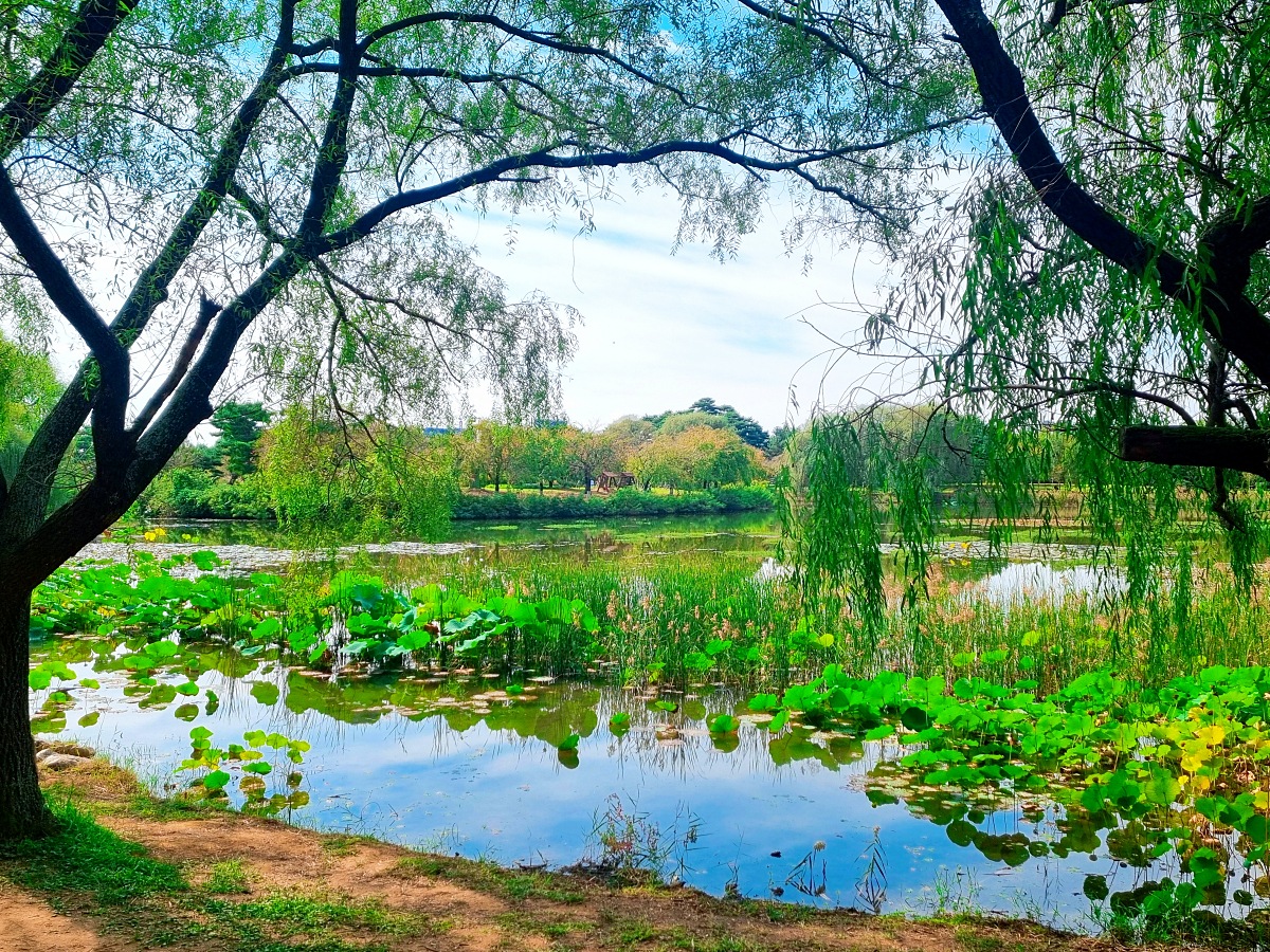 서울 근교 가을꽃 만발한, 경기도 고양시 강매석교공원 창릉천 코스모스축제