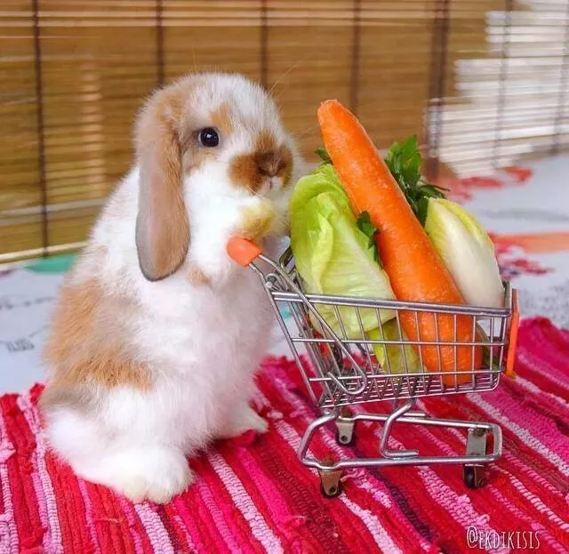 롭이어-토끼-키울때-주의사항