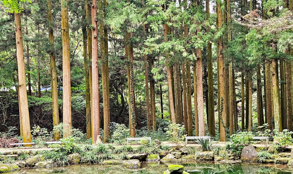 보성 삼나무 숲