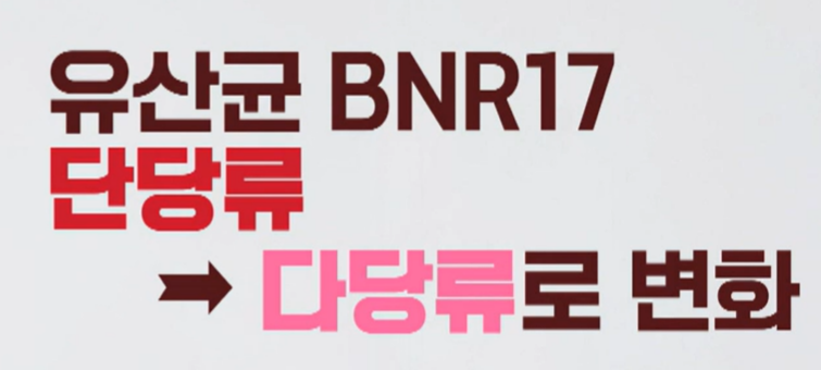 bnr17 유산균 효능