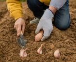 마늘 심는 시기