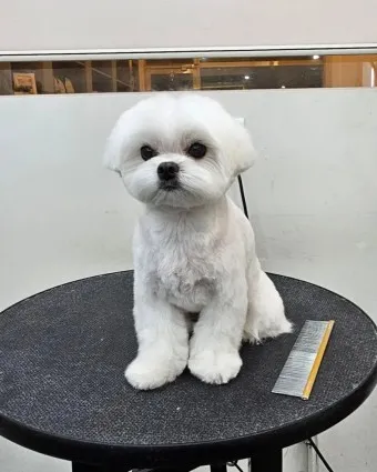 말티즈 성격 분양 가격 수명 장점 단점_25