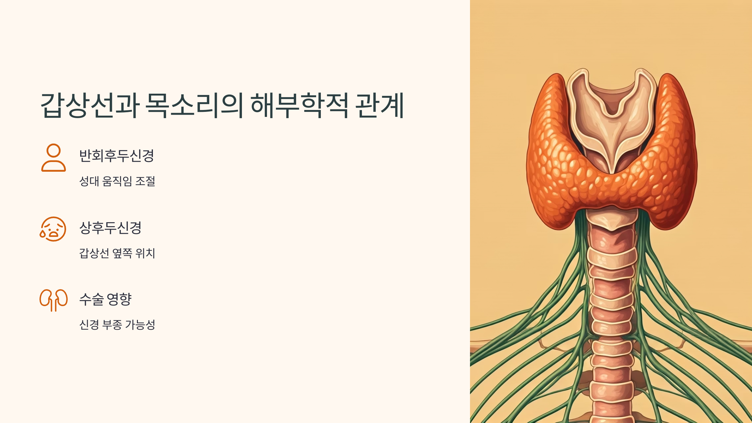 갑상선과 목소리의 관계