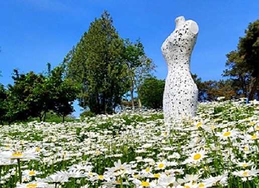 대구 이현공원 수국 개화