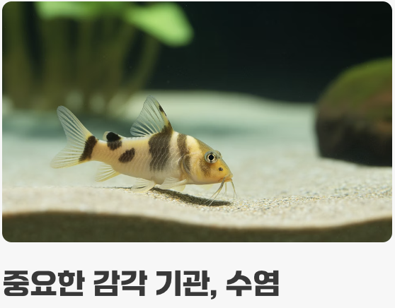 어항 바닥재, '부드러움'이 생명