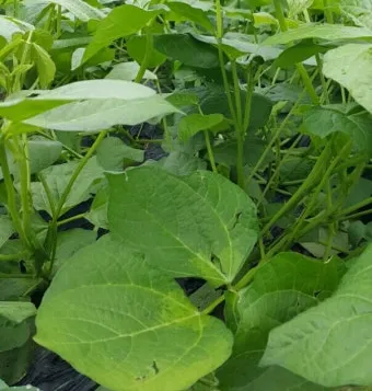 팥 재배 파종 적기 배수로 만들기 수확 건조_3