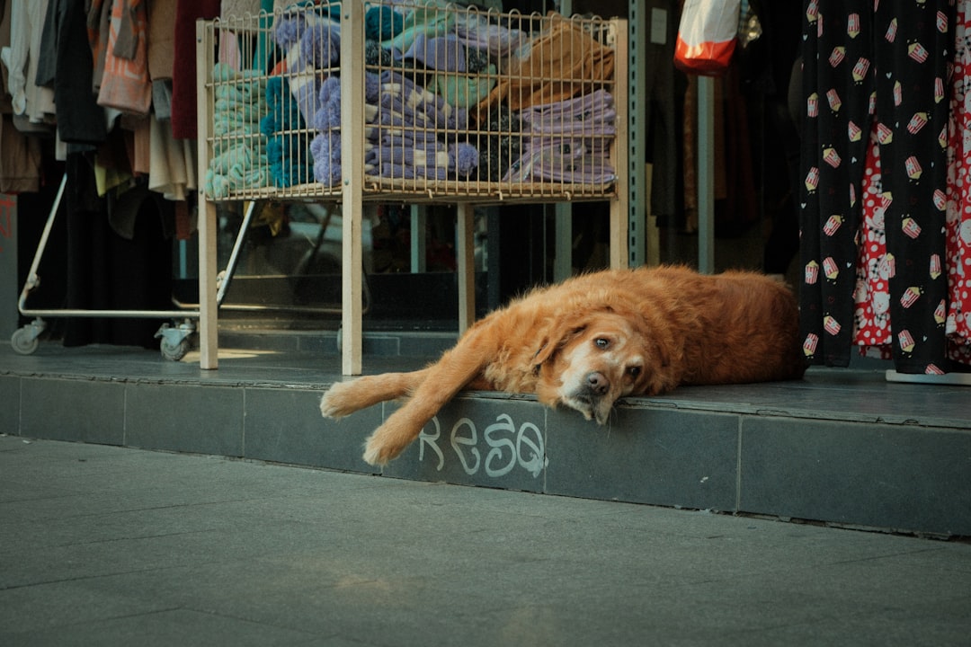 Pet Fair