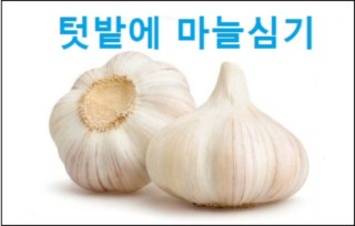 텃밭에마늘심기