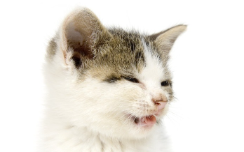 재채기를 하고 있는 고양이.