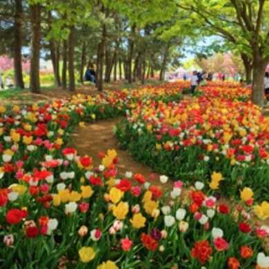 태안 세계 튤립 꽃 박람회