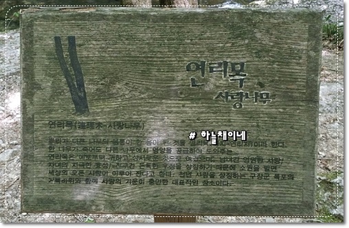 연리목