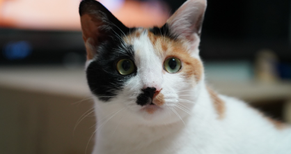 고양이 사진