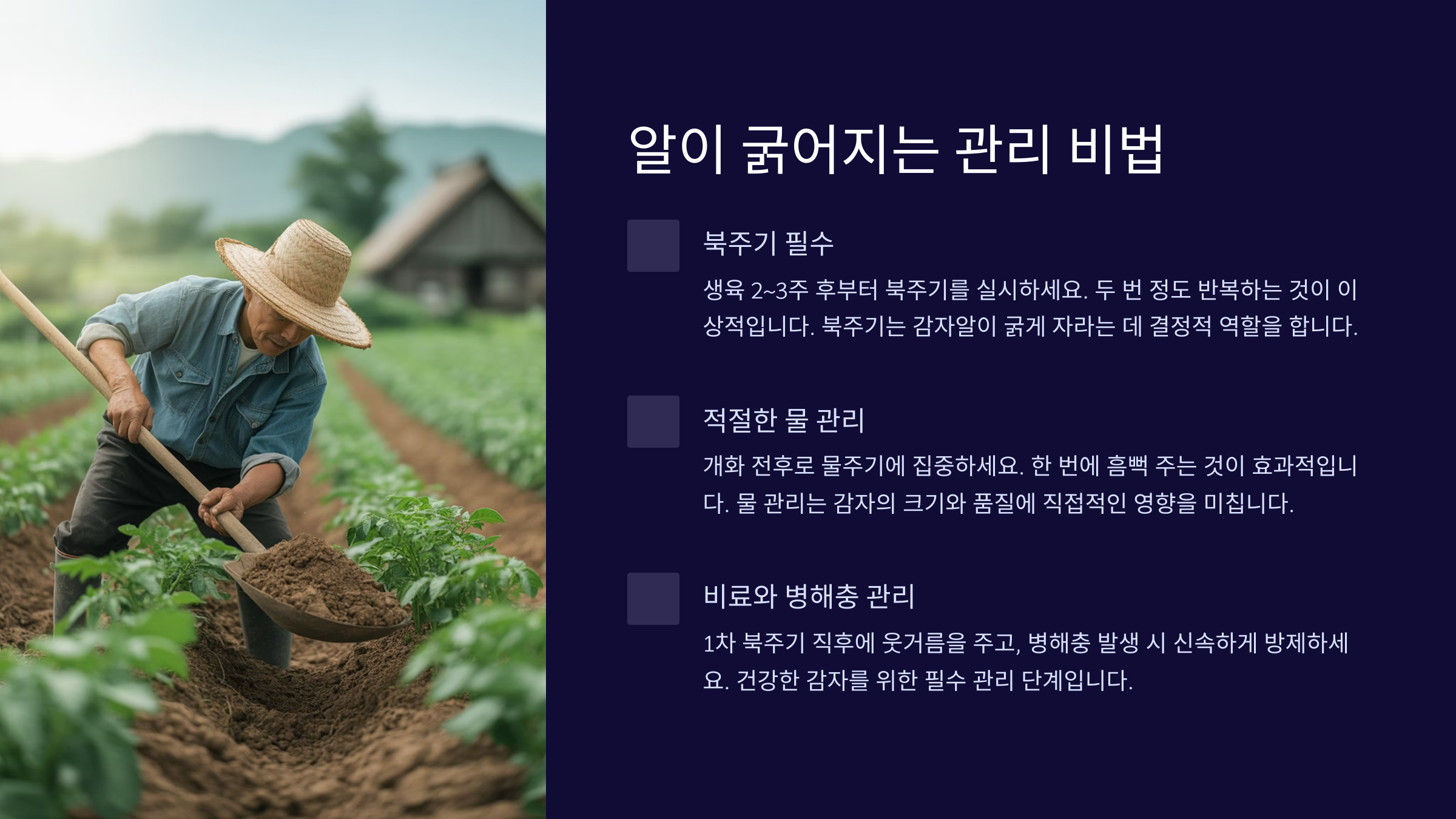 알이 굵어지는 관리 비법 (북주기, 물주기)