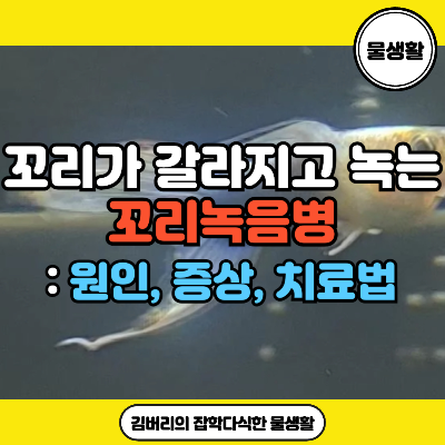 구피 꼬리녹음병