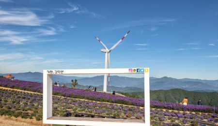 하늘과 맞닿은 곳에서, 아스타국화와 마주치다