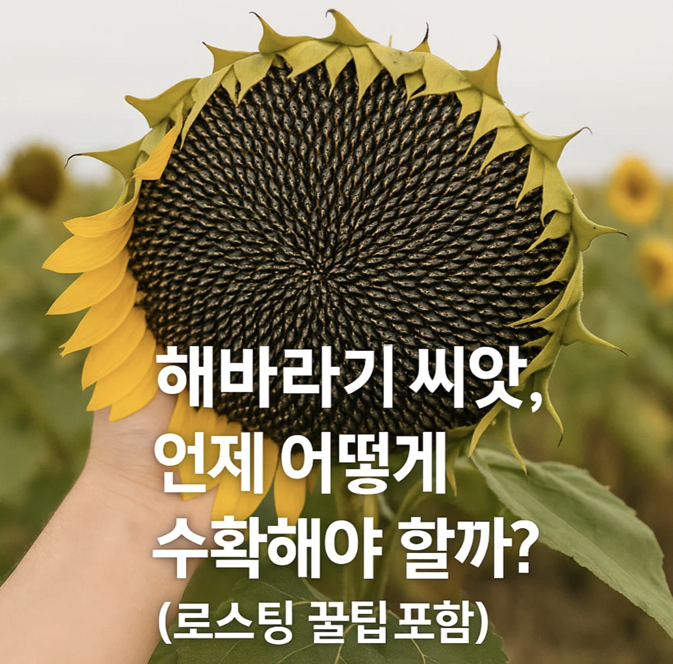 해바라기 씨앗, 언제 어떻게 수확해야 할까? (로스팅 꿀팁 포함)