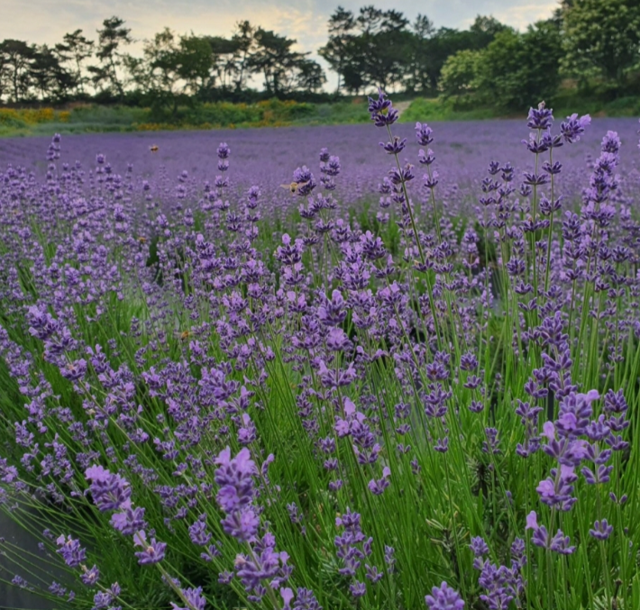 6월 국내여행지 추천 철도&amp;#44;항공권&amp;#44;렌트카 할인 최대50% 받는 방법