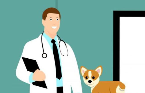 강아지 중성화수술