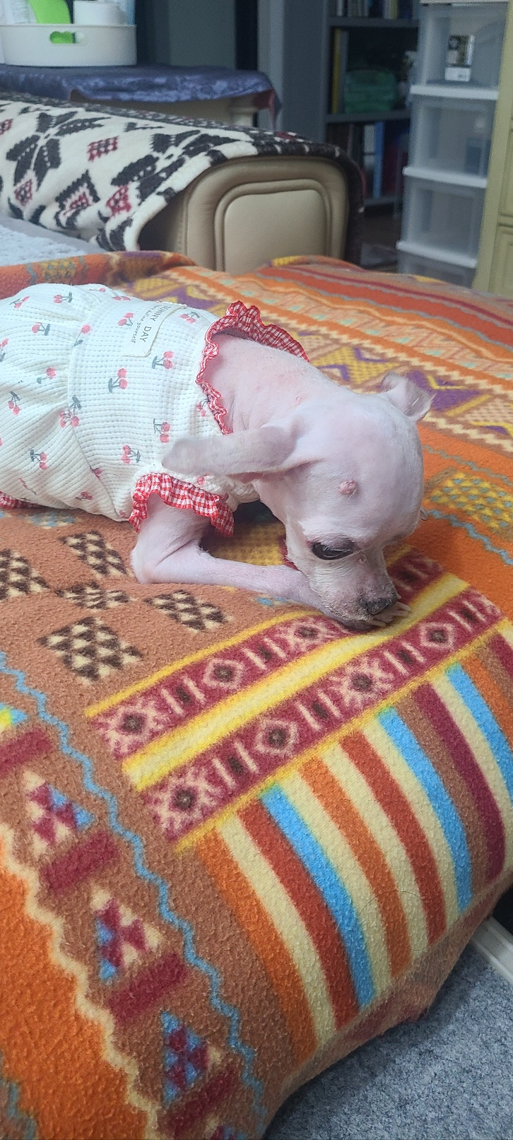 혼자 남겨져 슬픈 표정으로 기다리는 강아지 모습