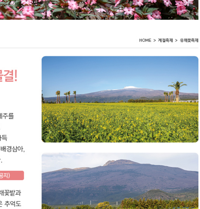 2025 휴애리 유채꽃 축제12