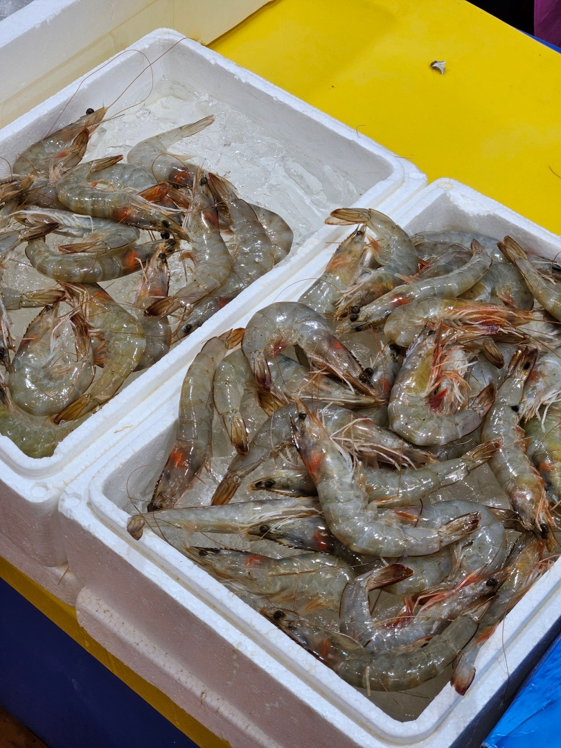 노량진 수산 시장 새우