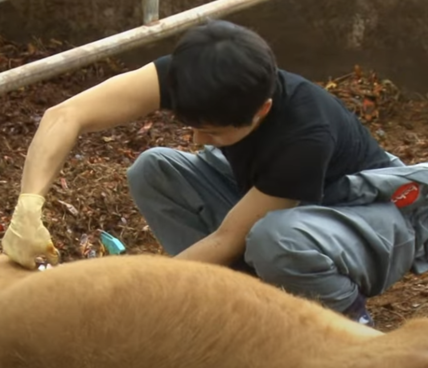 대동물수의사