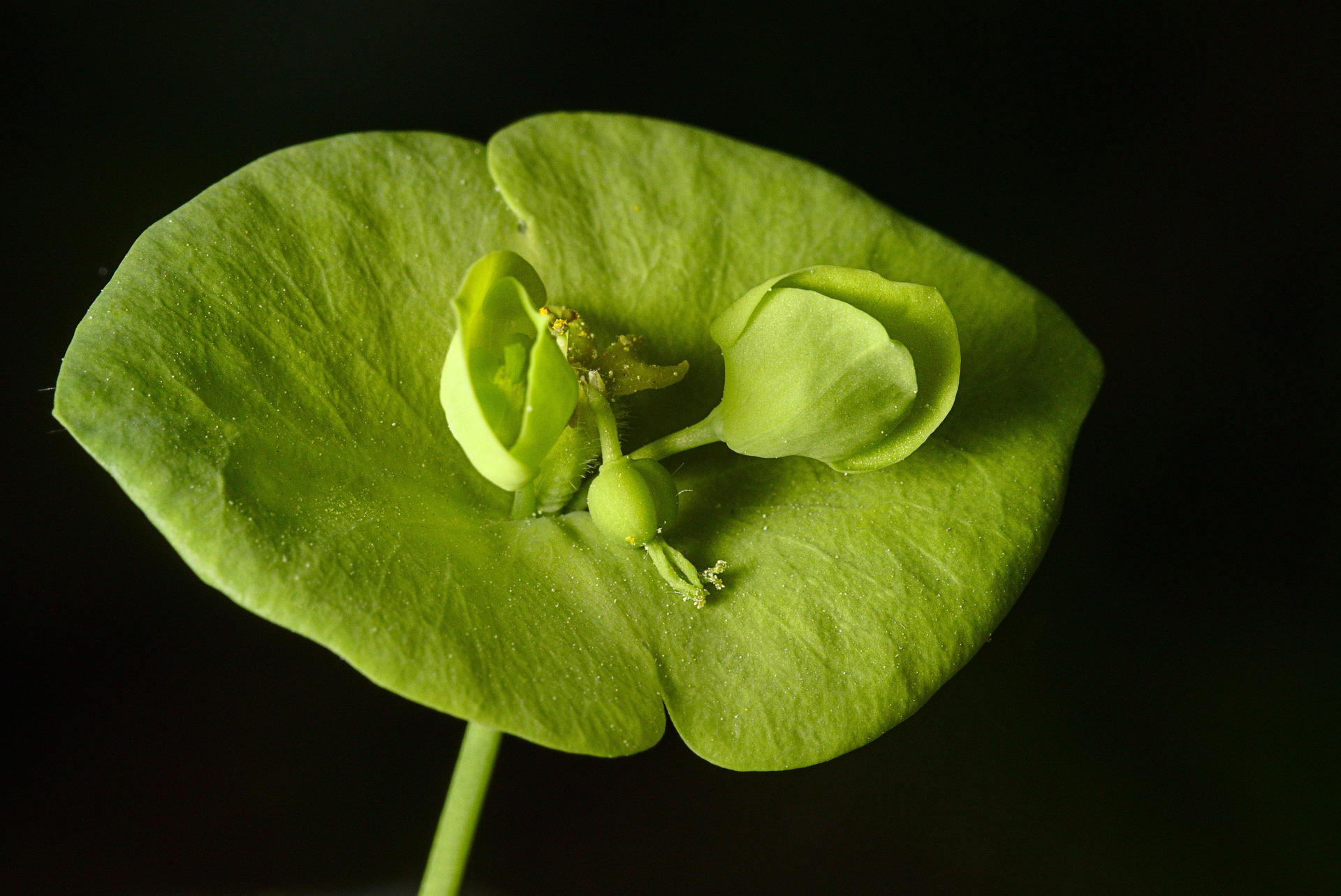 알부민 건강식품, 정말 효과 있을까? 자연식품과 실리마린으로 바꾼 이유