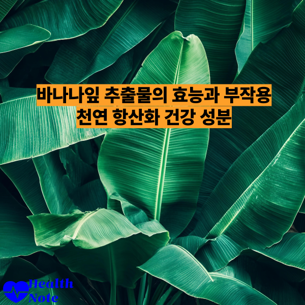 바나나잎 추출물의 효능과 부작용 천연 항산화 건강 성분