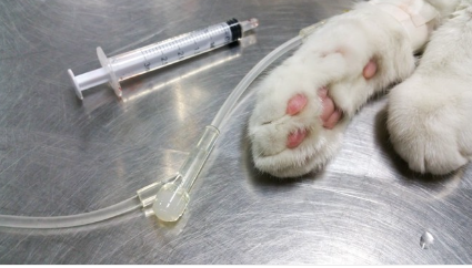 링거와 고양이.