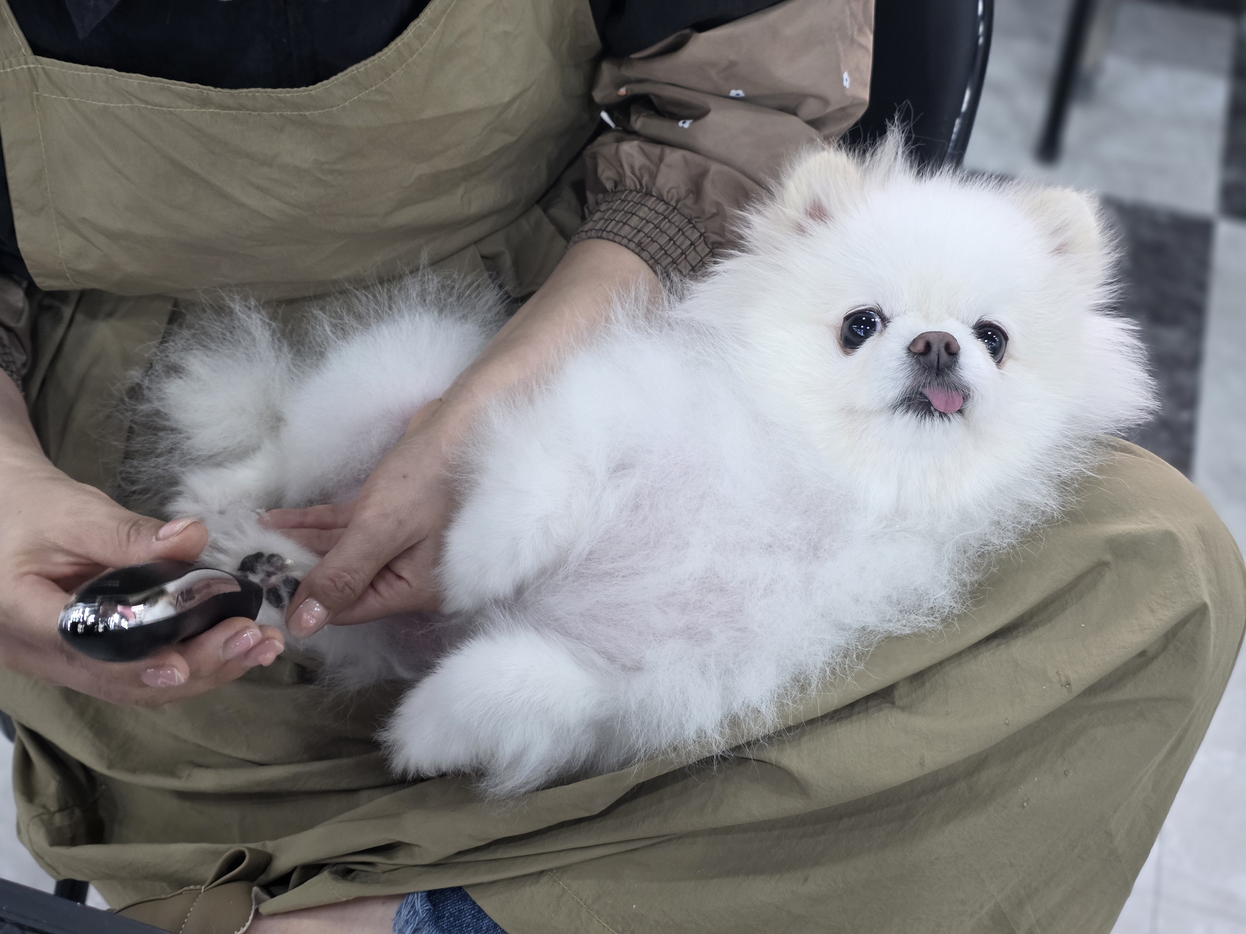 수내애견미용 국비