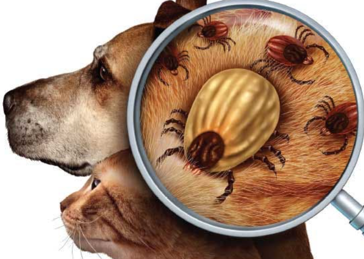 강아지 진드기 물렸을 때