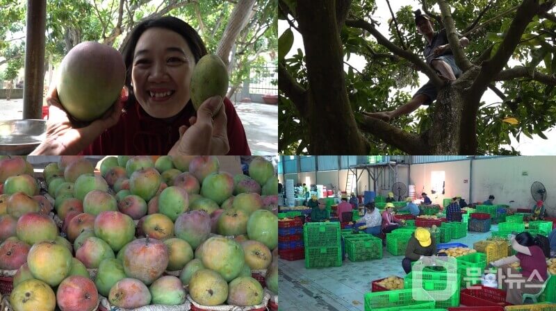 EBS &lsquo;극한직업&rsquo; 대왕 망고 구매하기 