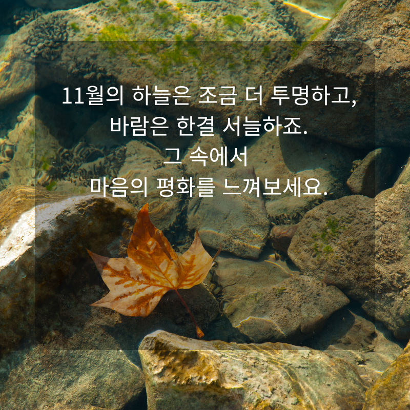 11월 인사말 문구 이미지 가을 겨울 인사글 모음집