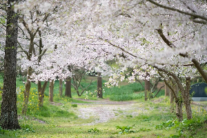 봄 여행지 제주도