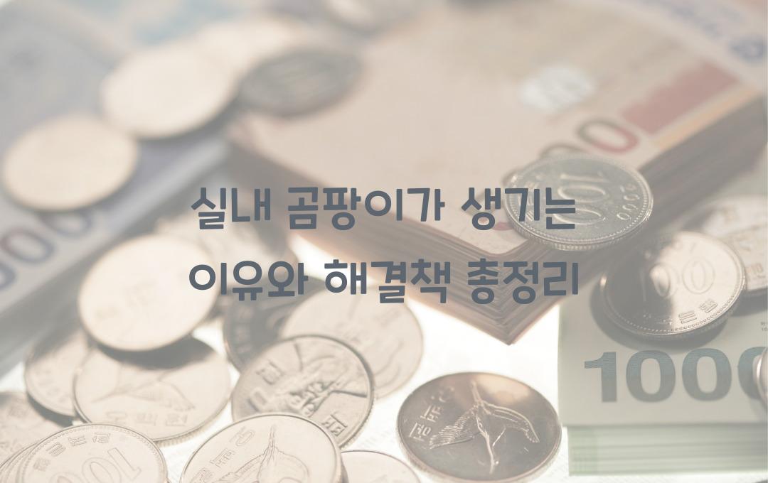 실내 곰팡이가 생기는 이유와 해결책