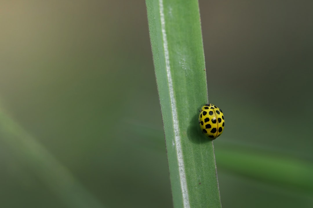 Identification