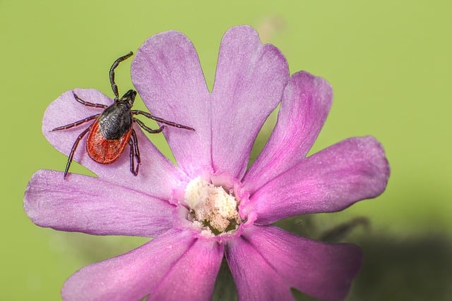 라임병 유발 진드기 피하는 법 알아보기