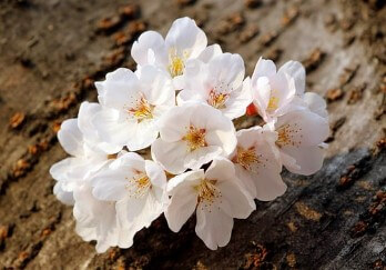 석촌호수 벚꽃 주차장