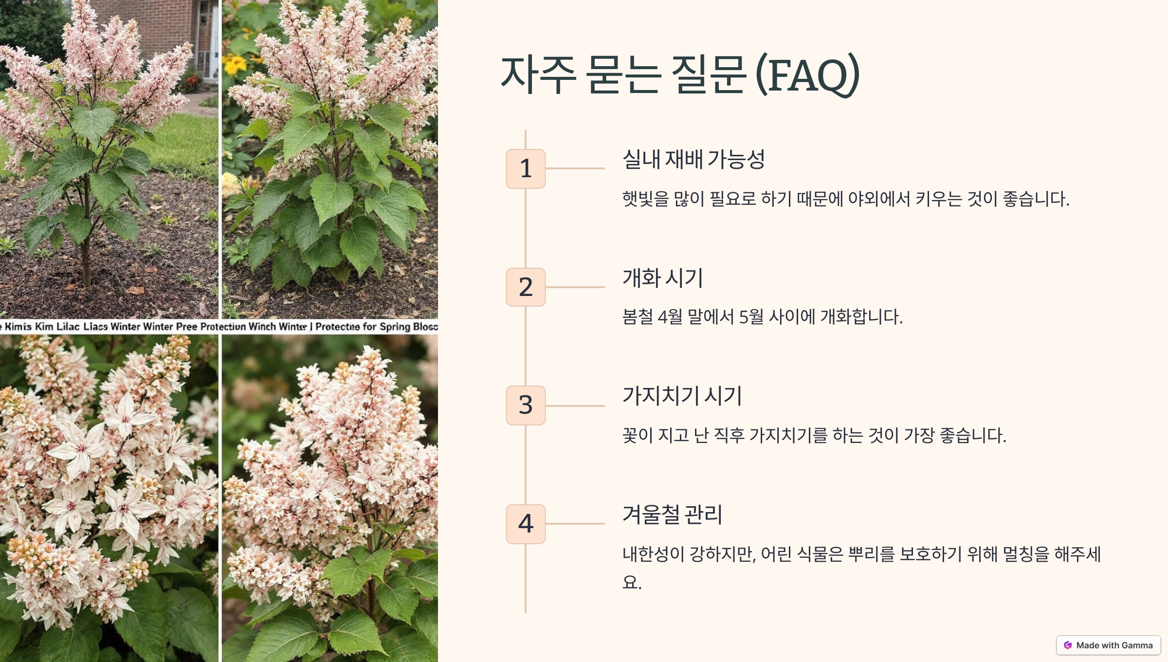 미스김 라일락 사진