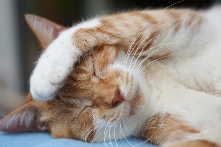 머리 위에 손을 얹는 고양이.