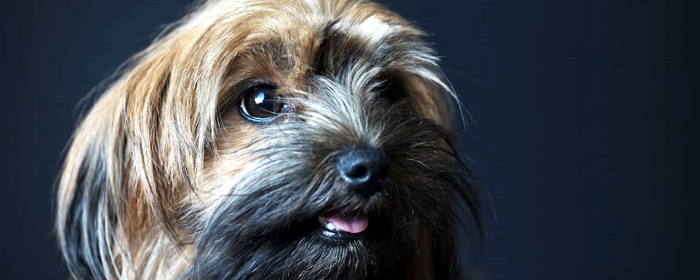 강아지 앉아 훈련 25