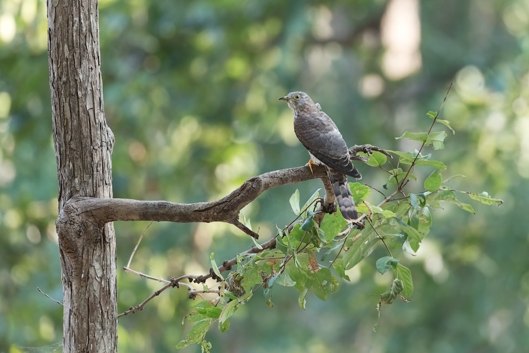Cuckoo