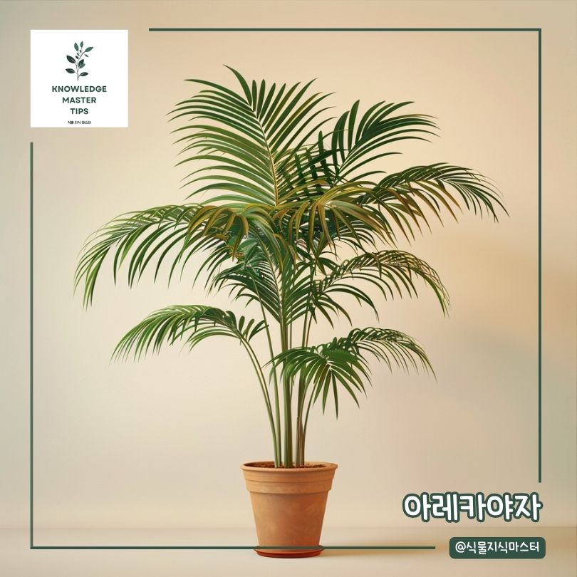 공기 정화 식물 - 아레카야자