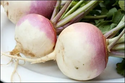 순무 재배 봄 가을 파종 비료 절감 키우기 요령_5