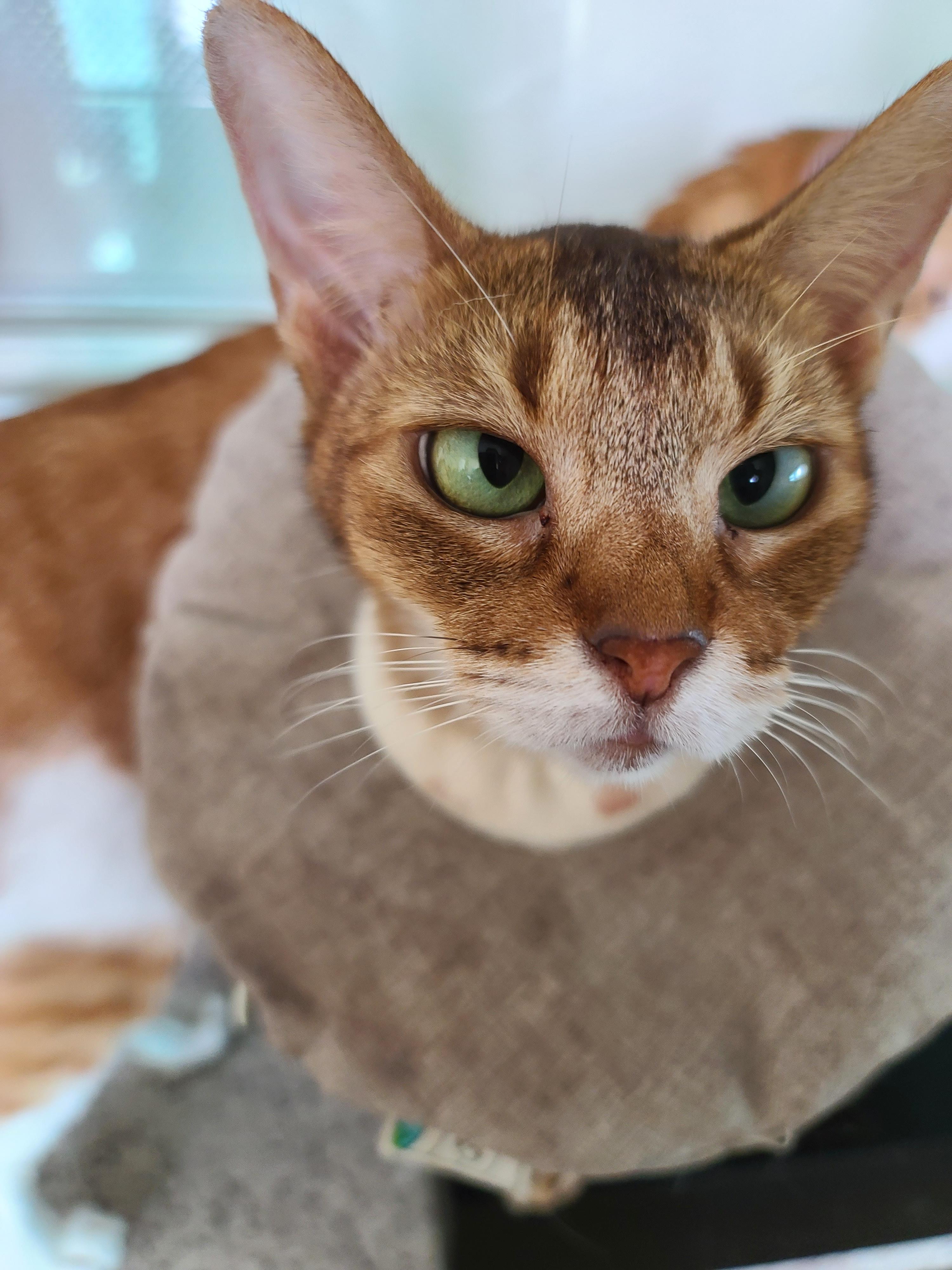 즐거운 추석! 우리 아홉냥이들 추석인사 받고 가세요~!