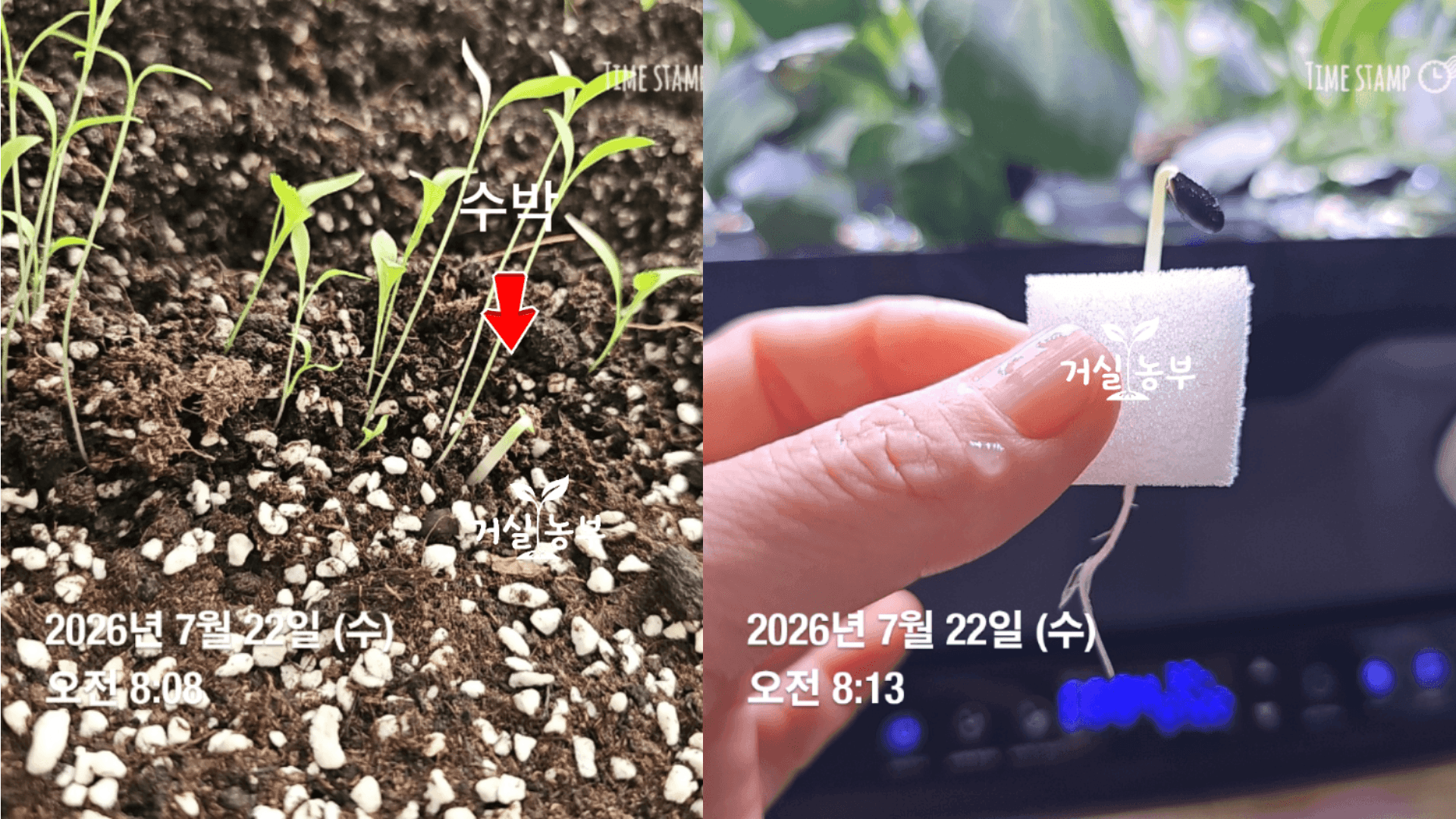 고수 화분 옆에서 막 발아한 어린 수박 새싹