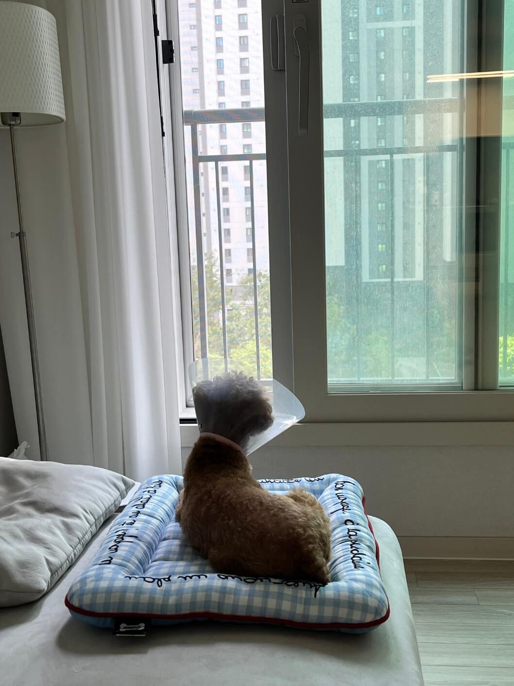 반려견 중성화 수술후 관리