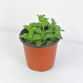 페퍼민트 키우기 물주기 삽목번식 햇빛관리 상쾌한 실내 허브_1