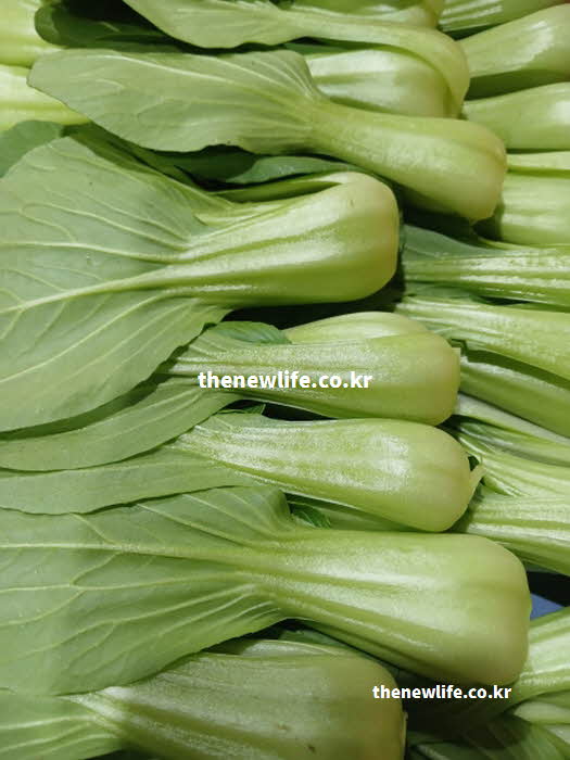 청경채 효능 다이어트 칼로리